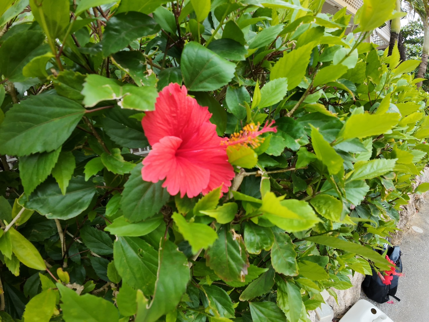 IMG_4236.jpeg